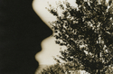 1976 (thumbnail)