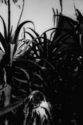 Untitled (thumbnail)