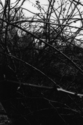 Untitled (thumbnail)