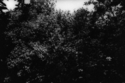 Untitled (thumbnail)