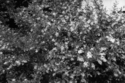Untitled (thumbnail)