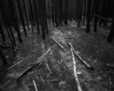 Untitled%2C%201994%2F95 (thumbnail)