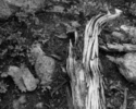Untitled%2C%201994%2F95 (thumbnail)