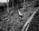 Untitled%2C%201994%2F95 (thumbnail)
