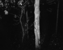 Untitled%2C%201990 (thumbnail)