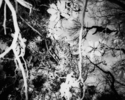 Untitled%2C%201990 (thumbnail)