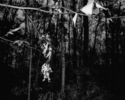 Untitled%2C%201990 (thumbnail)