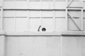 1971 (thumbnail)