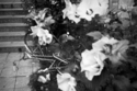 Untitled (thumbnail)