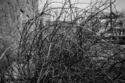 Untitled (thumbnail)