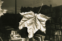 Bookstore%20Window%20%2F%20Chicago%20%2F%201979 (thumbnail)