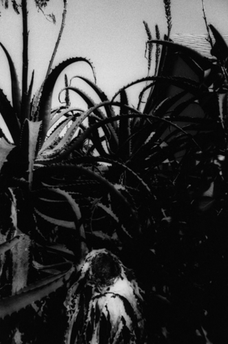 Untitled (large view)