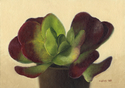 keri stack, keris, Seattle, still life, cactus, realism, contemporary realism -  Painting