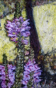 Floral%20%232 (thumbnail)