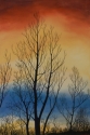 Evening Sky Through Winter Trees, Maryland Evening%20Sky%20Through%20Winter%20Trees%2C%20Maryland (thumbnail)