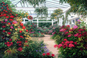 Hothouse Begonias Hothouse%20Begonias (thumbnail)