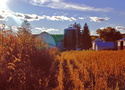 Farm in Fall Farm%20in%20Fall (thumbnail)