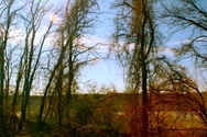 Vines (thumbnail)