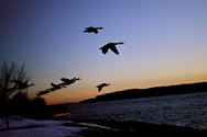 Geese (thumbnail)
