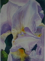 Iris (thumbnail)