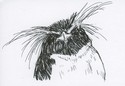 Rockhopper%20%239 (thumbnail)