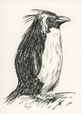 Rockhopper%20%2311 (thumbnail)