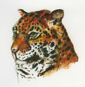 Jaguar%20Portrait (thumbnail)