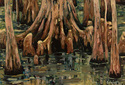 Cypress%20Knees (thumbnail)