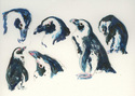Jackass%20Penguins%2C%20Racine%20Zoo (thumbnail)