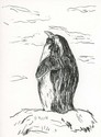 Contemplating%20Rockhopper (thumbnail)