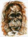 Elok%2C%20Orangutan (thumbnail)