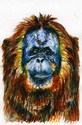 Cheyenne%2C%20Orangutan (thumbnail)