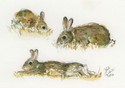 Three%20Rabbits (thumbnail)
