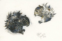 Two%20Squirrels%20Eating (thumbnail)