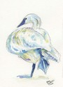 Trumpeter%20Male%20Resting (thumbnail)