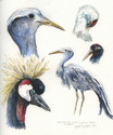 Cranes%20from%20ICF (thumbnail)