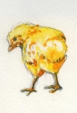 Chick%20%234 (thumbnail)