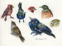 Multi%20Bird%20Group (thumbnail)