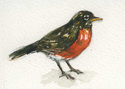 American%20Robin (thumbnail)