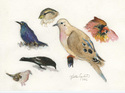 Multiple%20Birds (thumbnail)