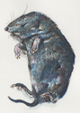 Shrew%201 (thumbnail)