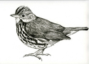 Ovenbird (thumbnail)