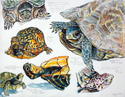Turtle%20Studies%20-Realistic (thumbnail)