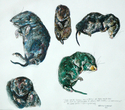 Shrew%20Study%20Page (thumbnail)