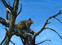 Rock%20Squirrel%20and%20Blue%20Sky (thumbnail)