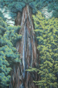 Sequoia%20Life%20Vessel (thumbnail)