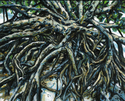 Root%20Strength%20%28Mangrove%20Trees%29 (thumbnail)
