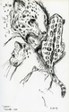 Stella%20the%20Jaguar (thumbnail)