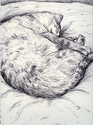 Sully%20Asleep%20on%20my%20Pillow (thumbnail)