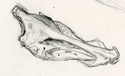 Kristin Gjerdset, gull skull, pencil - Animals Drawing
